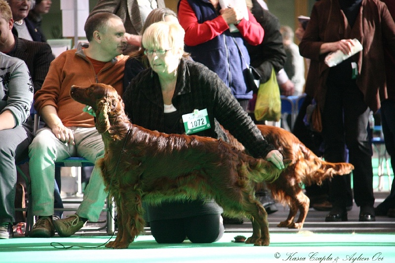 Crufts2011 794.jpg